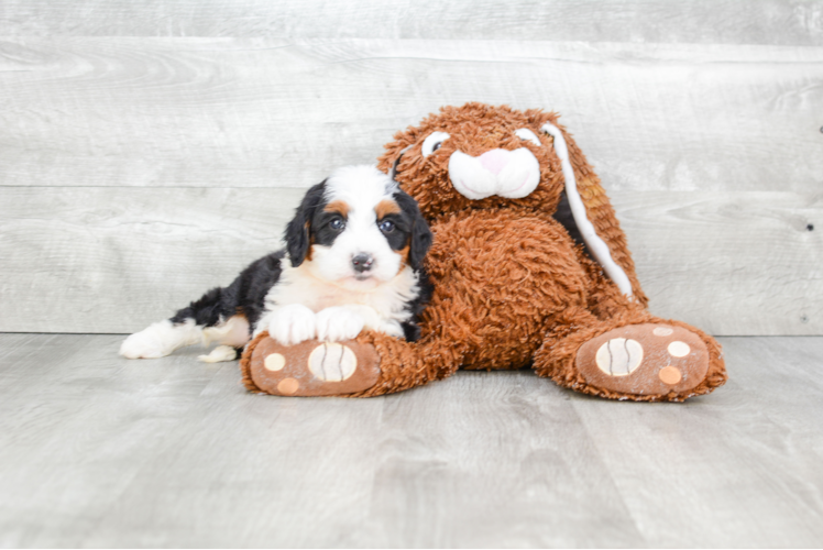 Best Mini Bernedoodle Baby