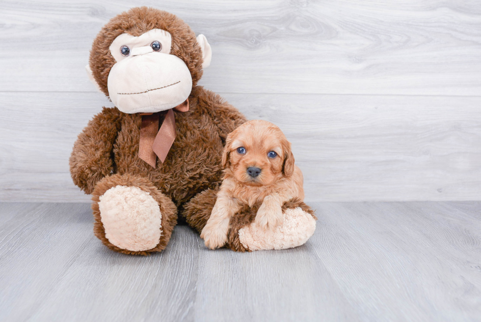 Little Cavoodle Poodle Mix Puppy