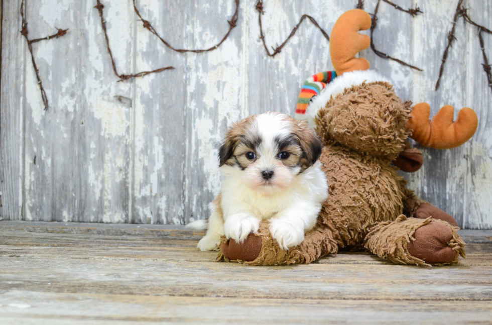 Teddy Bear Pup Being Cute