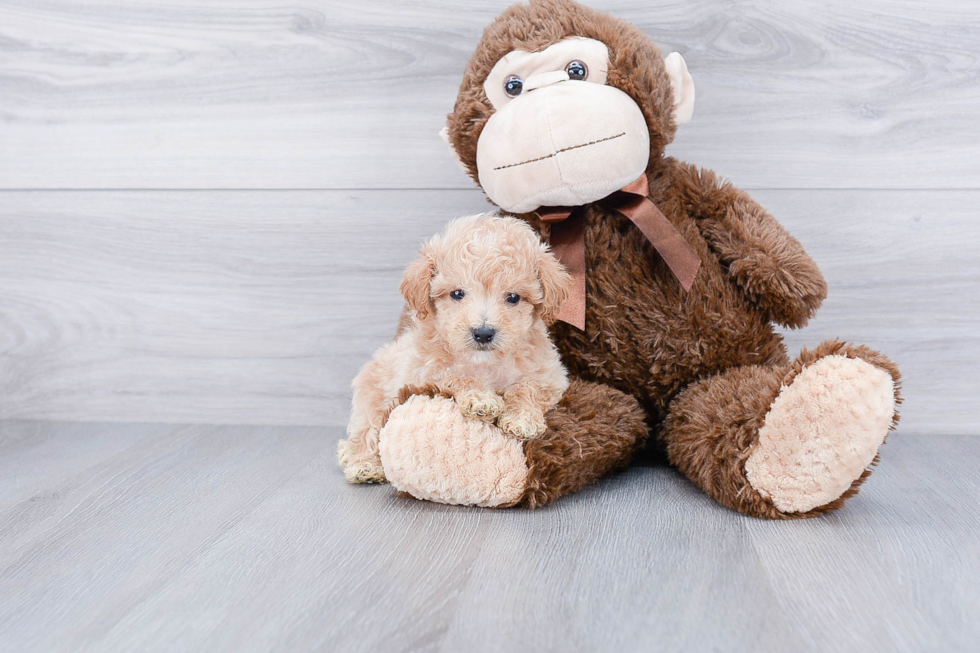 Maltipoo Puppy for Adoption