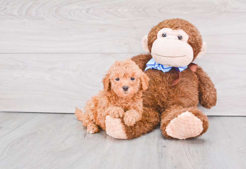 Cute Mini Goldendoodle Baby