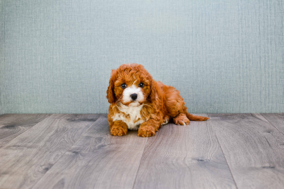 Cavapoo Pup Being Cute