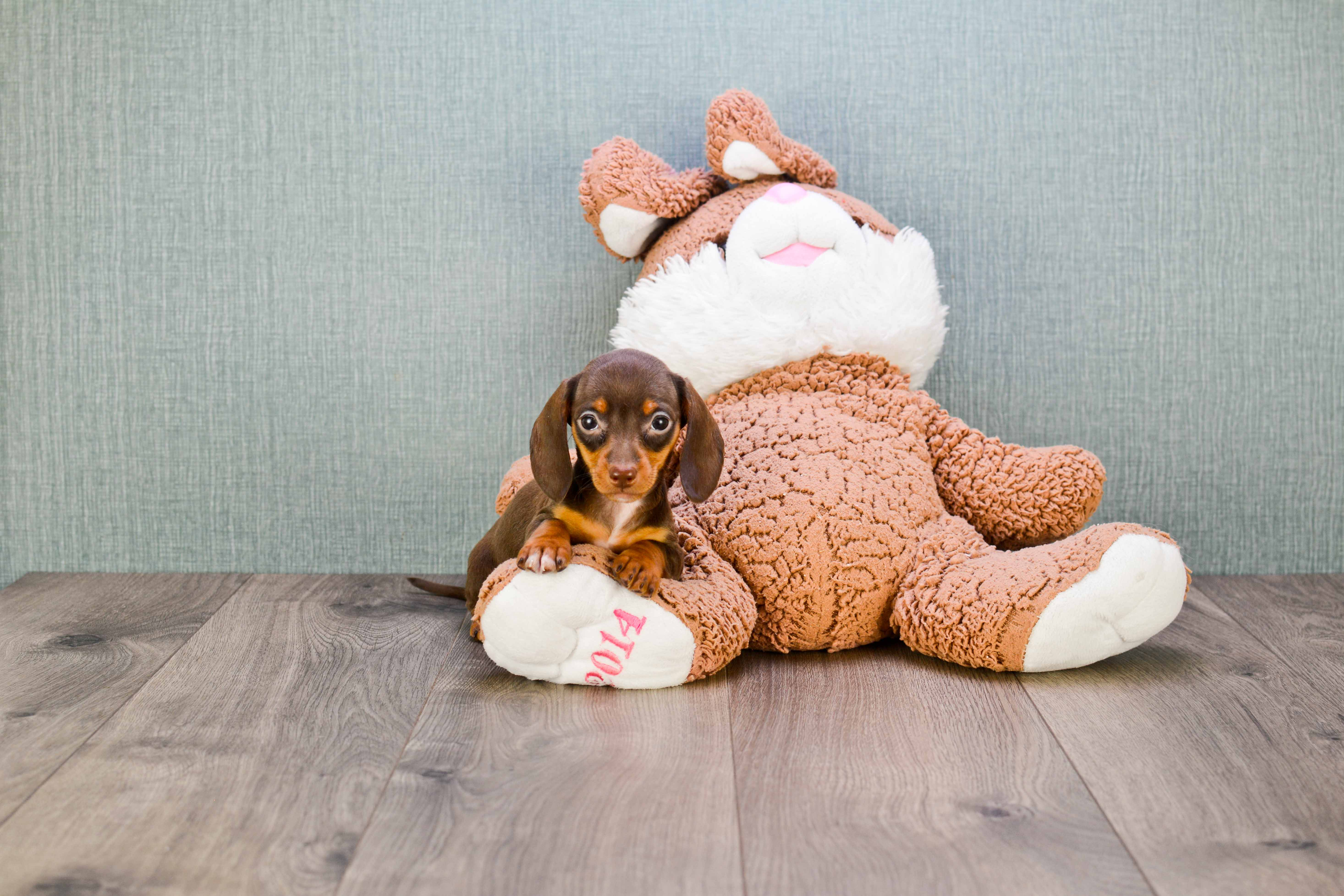 Cute Dachshund Baby