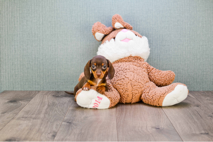 Cute Dachshund Baby