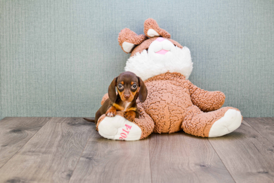 Cute Dachshund Baby