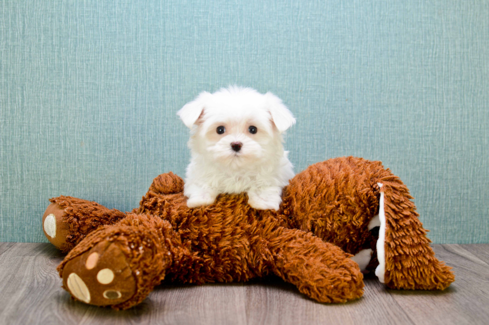 Maltese Puppy for Adoption