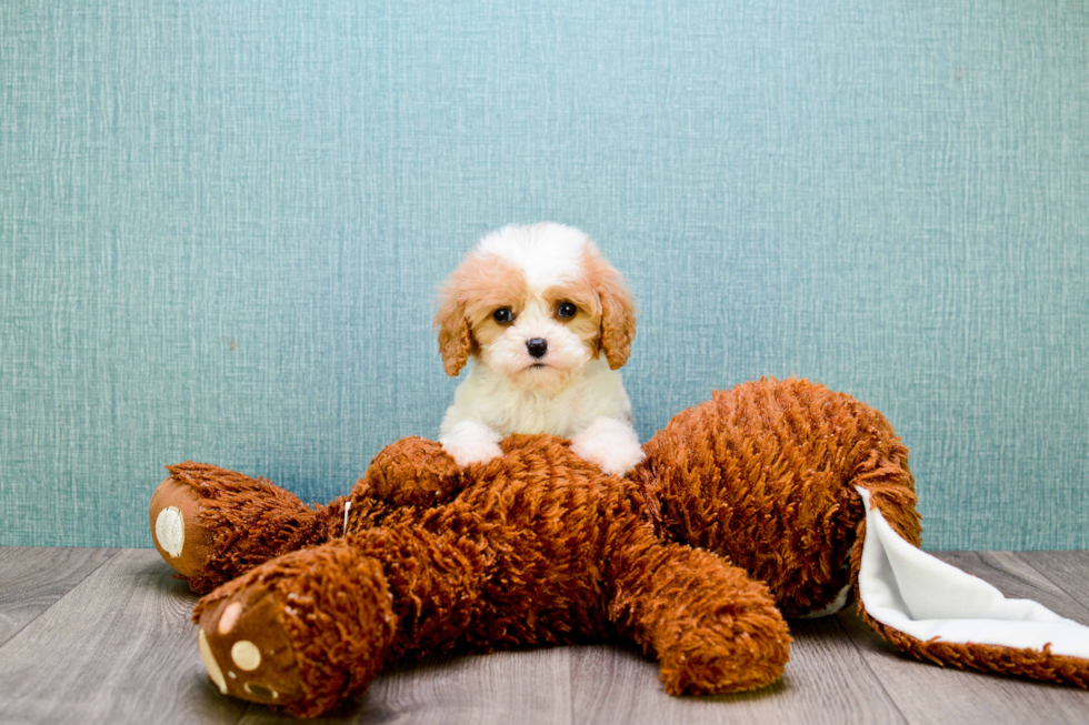 Cavachon Pup Being Cute