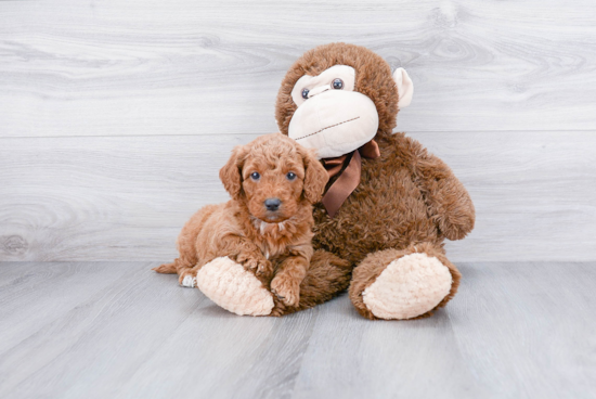 Best Mini Goldendoodle Baby