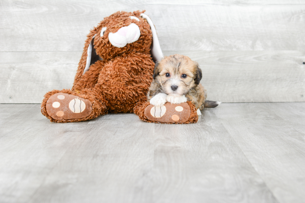 Havanese Puppy for Adoption