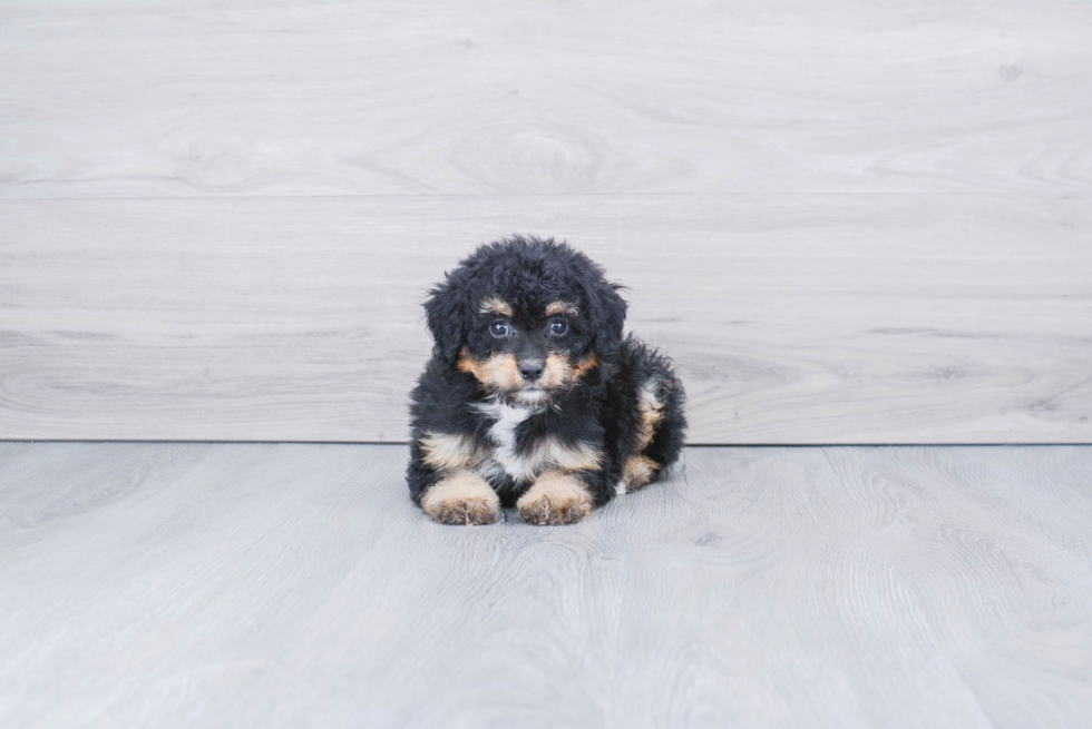 Petite Mini Bernedoodle Poodle Mix Pup