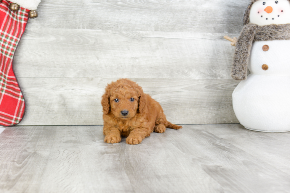 Mini Goldendoodle Puppy for Adoption