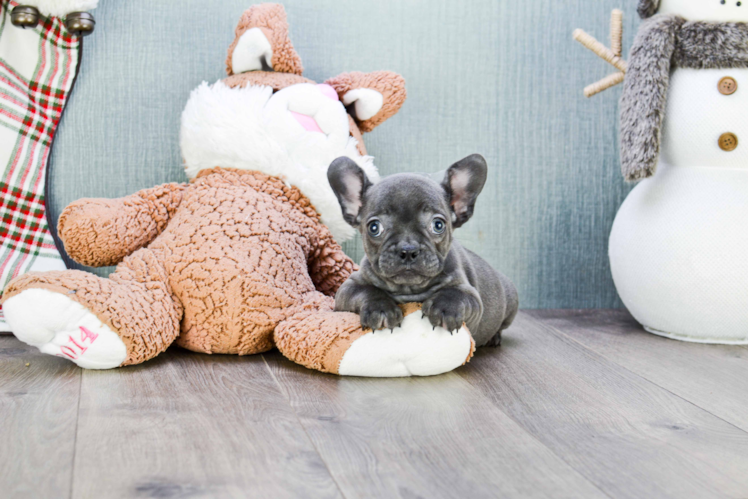 Petite Frenchie Purebred Puppy