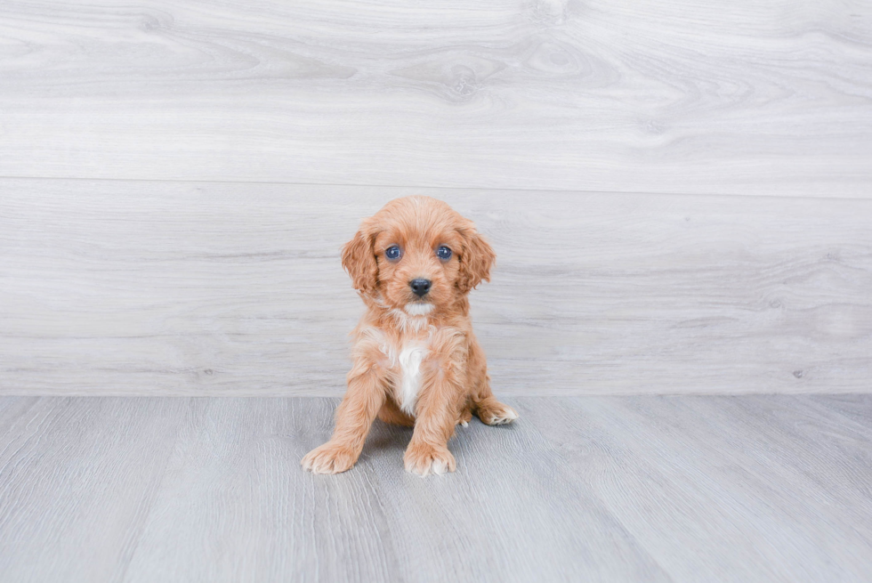 Friendly Cavapoo Baby