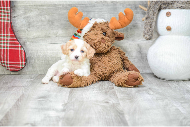 Cavachon Puppy for Adoption