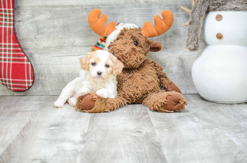 Cavachon Puppy for Adoption