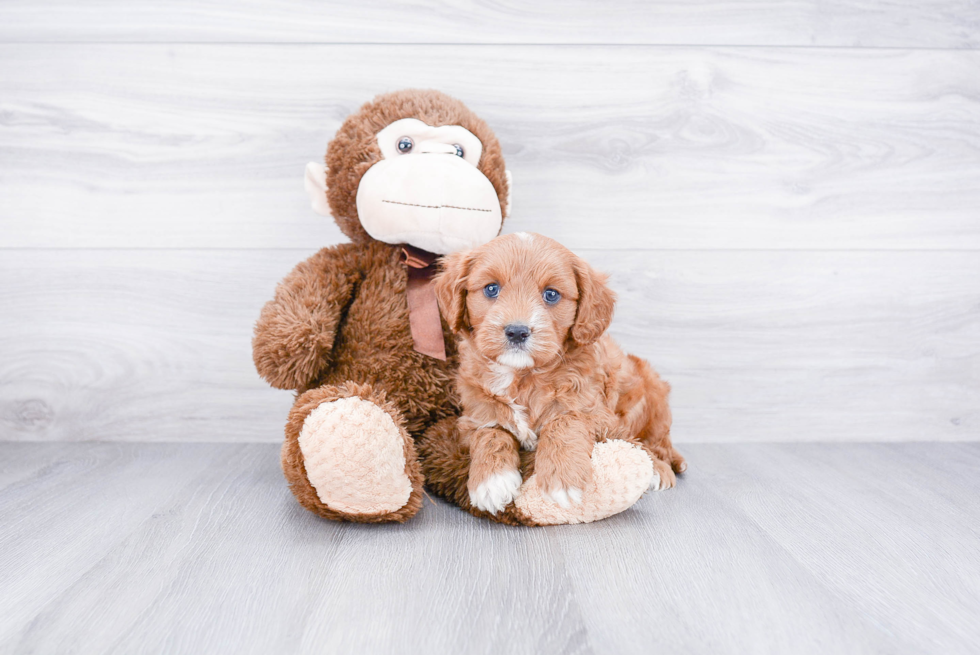 Adorable Cavoodle Poodle Mix Puppy