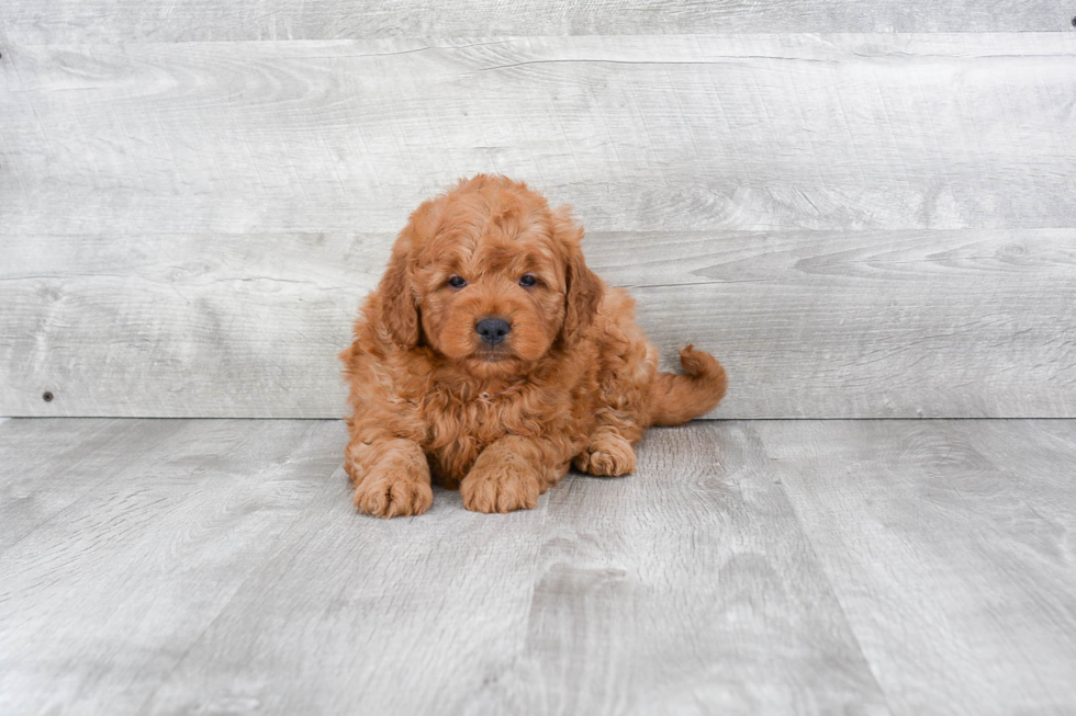 Best Mini Goldendoodle Baby