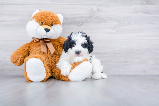 Hypoallergenic Sheep Dog Poodle Mix Puppy