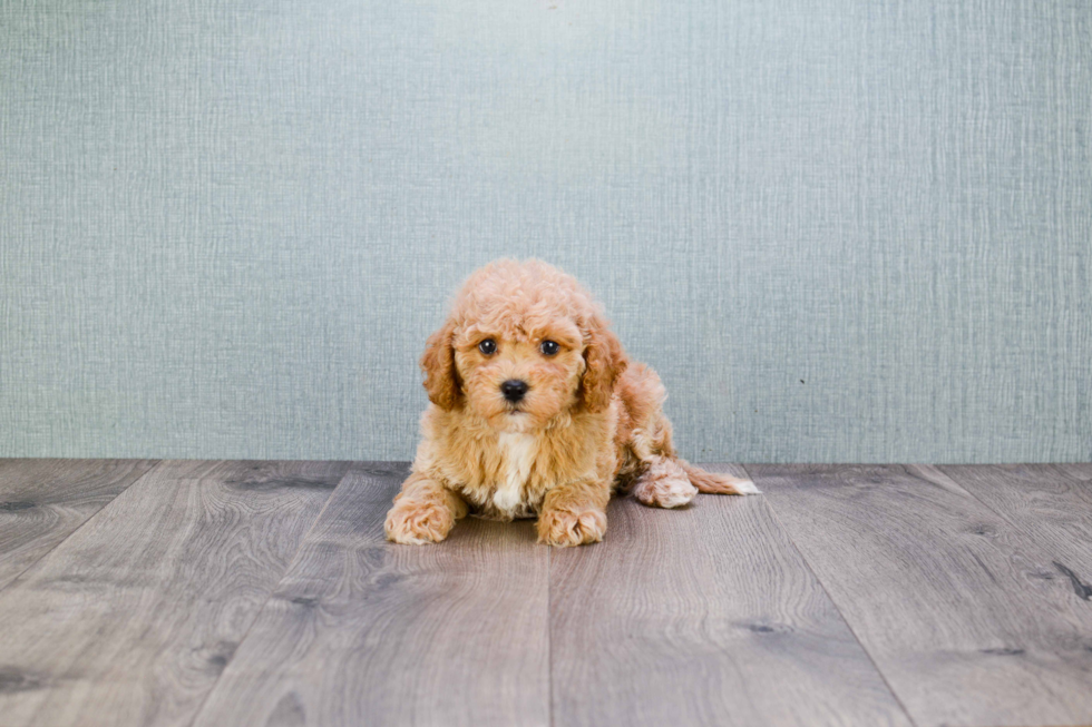 Best Cavapoo Baby