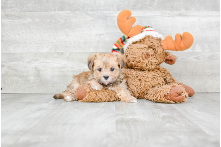 Friendly Morkie Baby