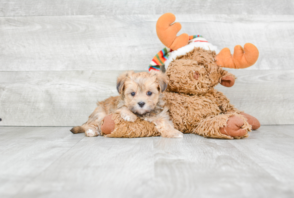 Friendly Morkie Baby