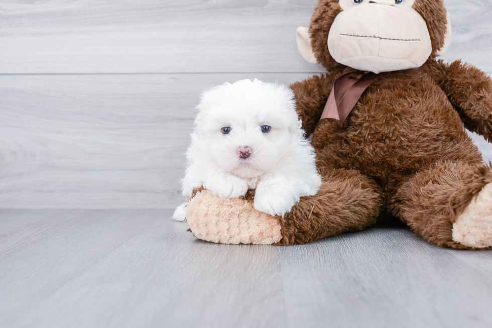 Petite Teddy Bear Designer Pup