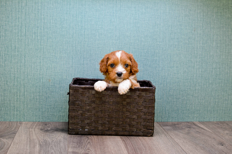 Cavapoo Pup Being Cute