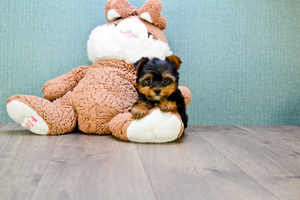 Meet Ronaldo - our Yorkshire Terrier Puppy Photo 