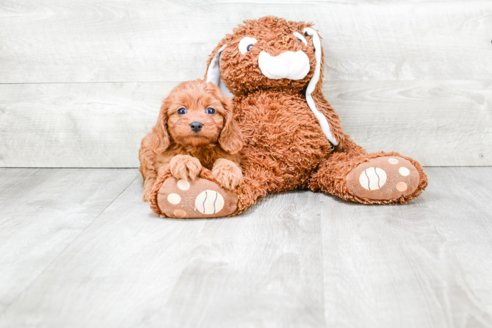 Cavapoo Pup Being Cute