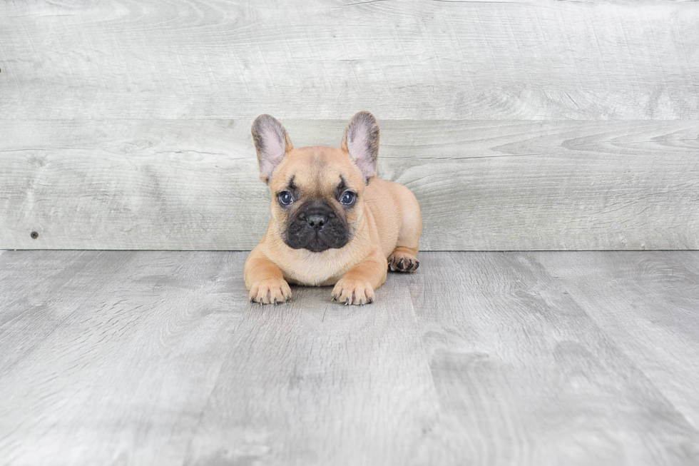 French Bulldog Pup Being Cute