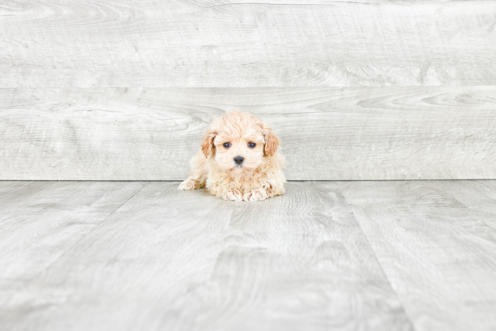 Maltipoo Puppy for Adoption