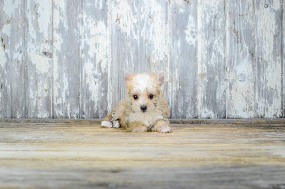Hypoallergenic Yorkie Designer Puppy