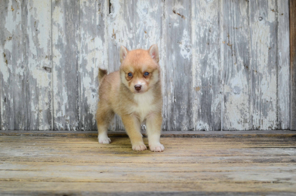 Best Pomsky Baby