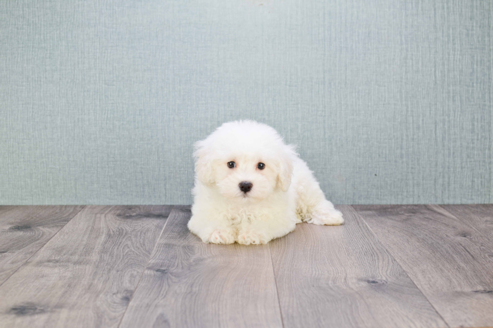 Energetic Bichon Frise Purebred Puppy