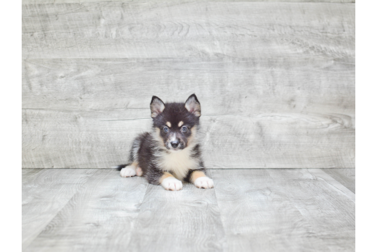 Pomsky Puppy for Adoption