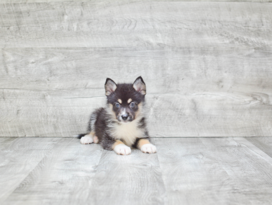 Pomsky Puppy for Adoption