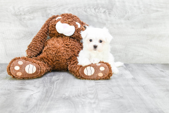 Funny Maltese Purebred Pup