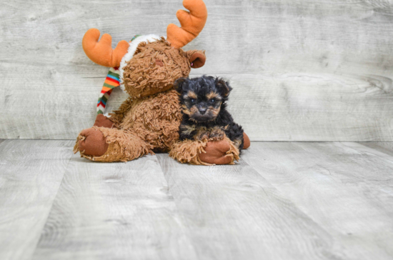 Playful Yorkie Doodle Poodle Mix Puppy