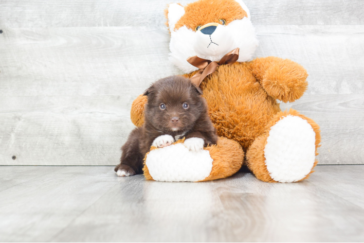 Playful Pomeranian Baby