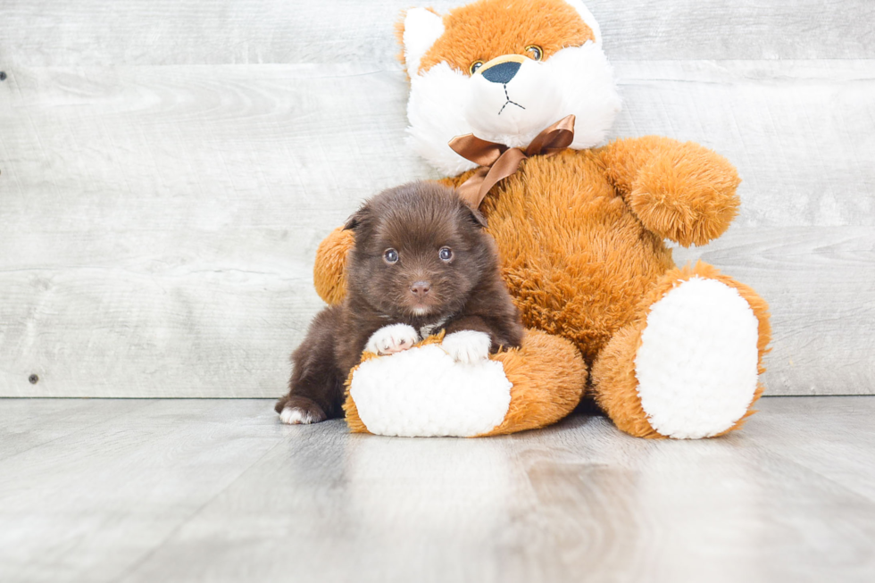 Playful Pomeranian Baby