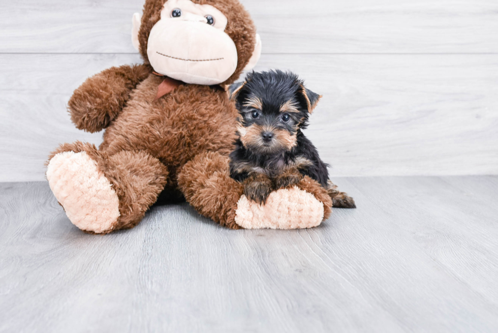 Meet Luke - our Yorkshire Terrier Puppy Photo 