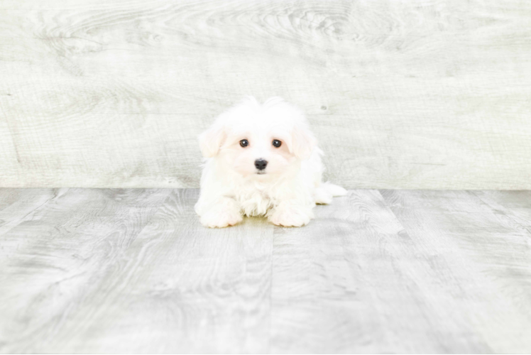 Smart Maltese Purebred Puppy