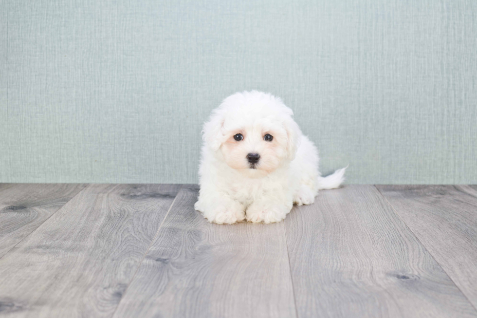 Best Maltipoo Baby