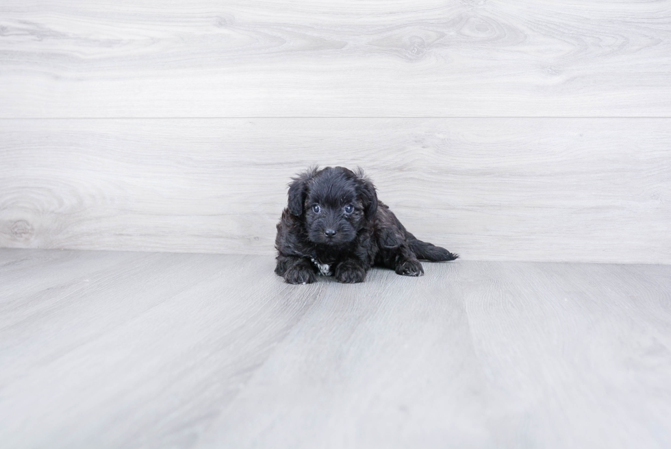 Petite Maltipoo Poodle Mix Pup