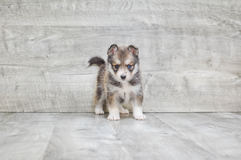 Best Pomsky Baby