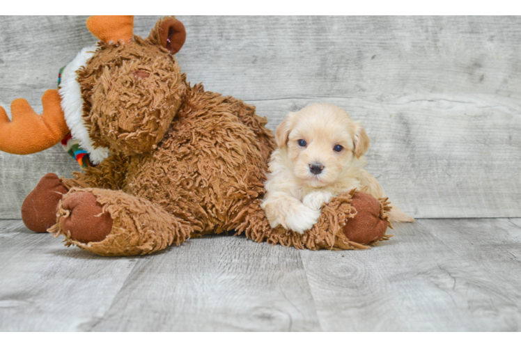 Petite Maltipoo Poodle Mix Pup