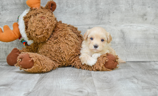 Petite Maltipoo Poodle Mix Pup