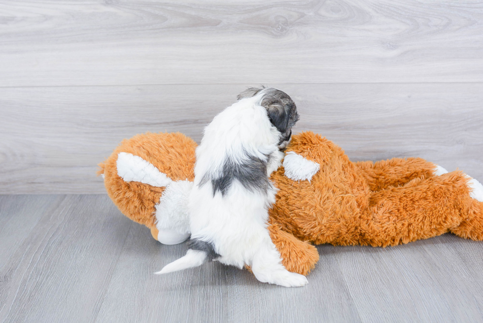 Little Maltepoo Poodle Mix Puppy