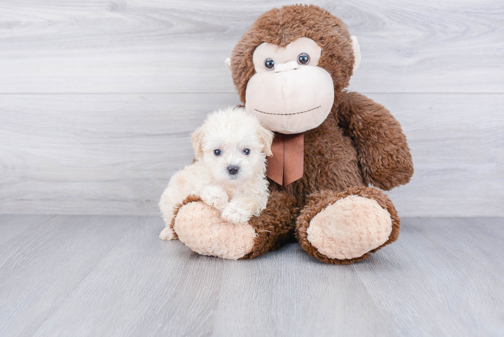 Maltipoo Pup Being Cute