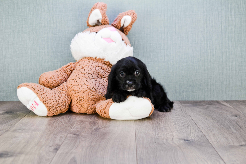 Best Cavapoo Baby